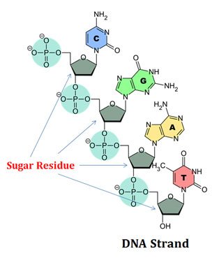 sugar of dna