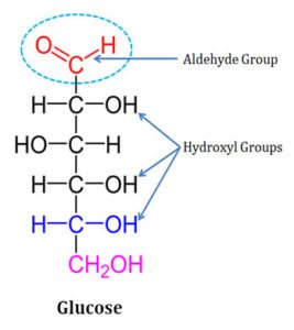 carbohydrates biochemistry carbohydrate polyhydroxy aldehyde polysaccharides easybiologyclass glucose