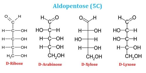 Examples - aldopentose