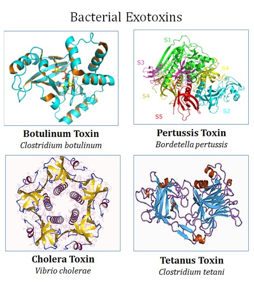 Examples of Exotoxins
