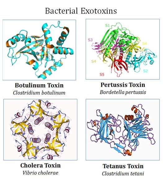 Difference between Eendotoxin and Exotoxin EasyBiologyClass