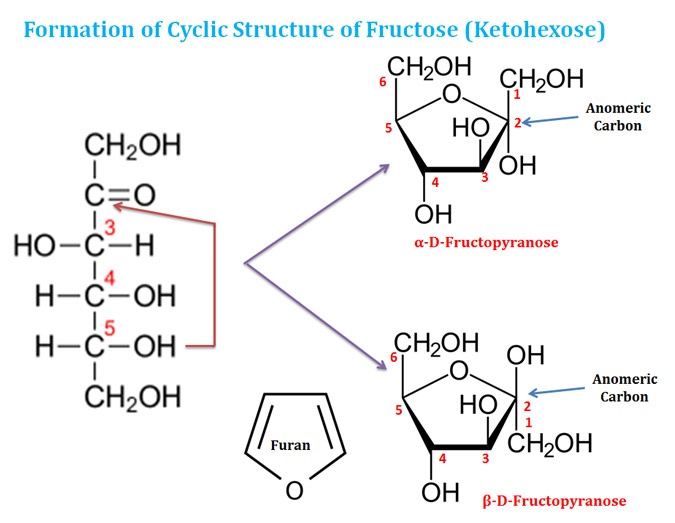 ring structure in fructose