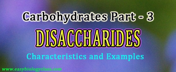 Disaccharides Lecture Notes