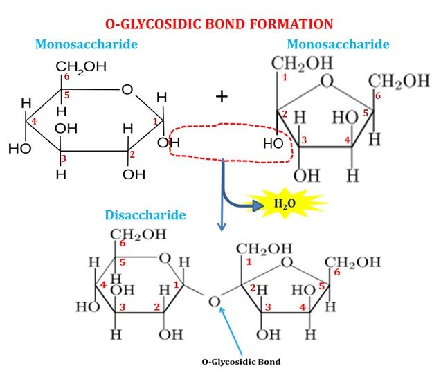 Structure of Glycosidic Bond