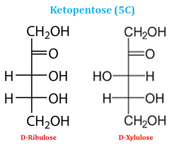 Ribulose and Xylulose structures