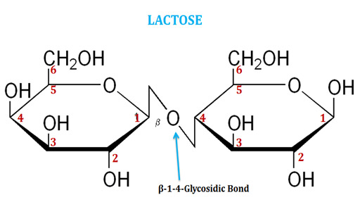 What is lactose