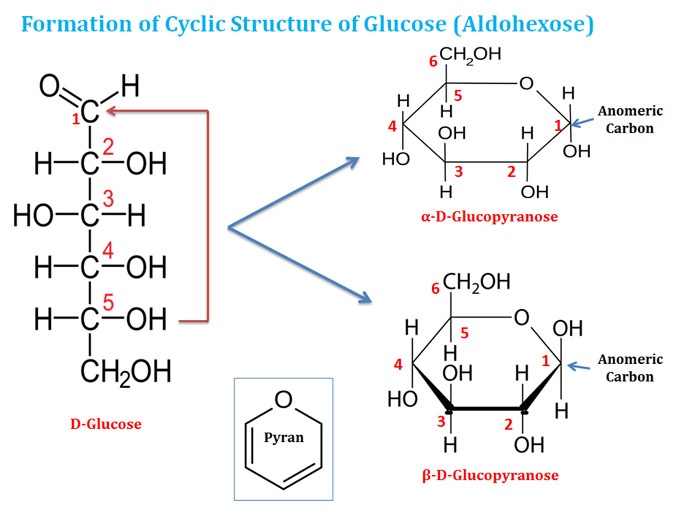 glucose cyclic structure