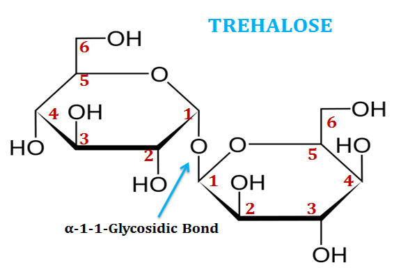 What is Trehalose