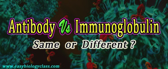 Antibodies vs Immunoglobulins