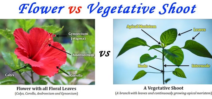 Difference between Flower Shoot and Vegetative Shoot