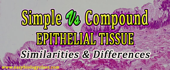 Simple vs Compound Epithelial Tissue