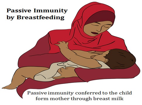 what is passive immunity