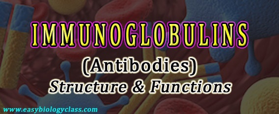 Structure of Antibodies