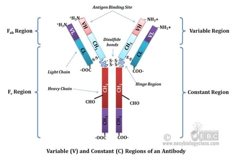 Variable And Constant Region Of Antibody