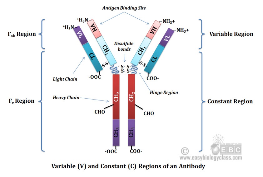 Constant and Variable Regions of Immunoglobulins