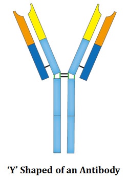 Immunoglobulin Structure and Function