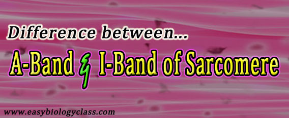 A-band vs I-band
