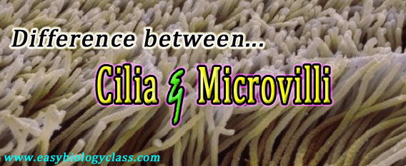cilia vs microvilli