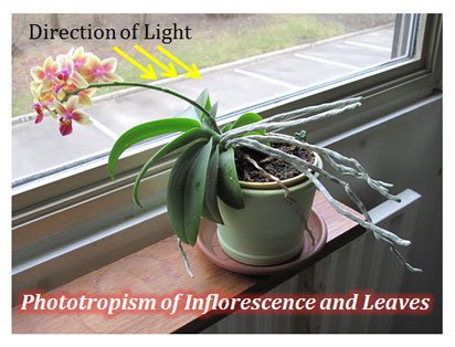 What is Phototropism