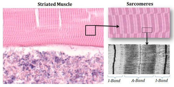 Structure of Sarcomere