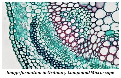 contrast in light microscopy