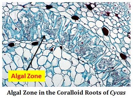 coralloid roots