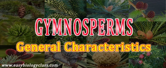 characteristics gymnosperms