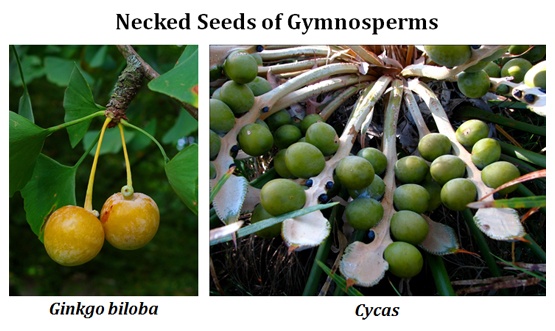 General Characteristics of Gymnosperms