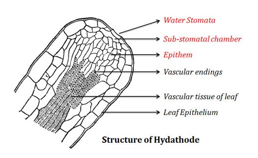 Water stomata structure