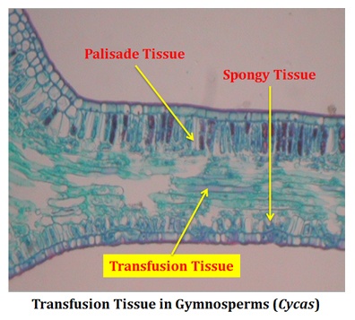 cycas transfussion tissue