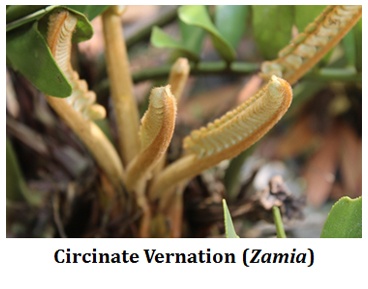 what is circinate vernation
