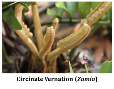 what is circinate vernation