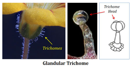 secretory trichomes in plants