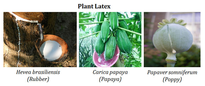 what is plant latex