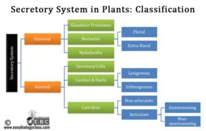 Secretory Tissue in Plants | EasyBiologyClass