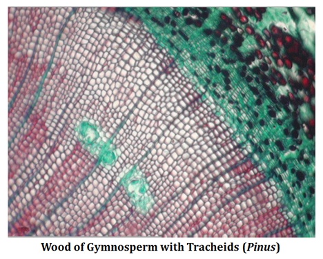 secondary xylem gymnosperm