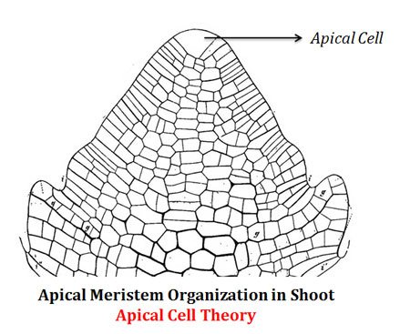 what-is-apical-cell