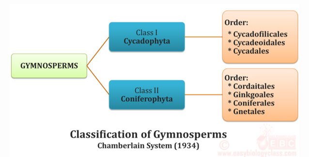 Gymnosperm Classification