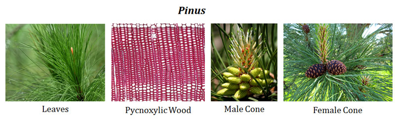 Pycnoxylic wood of gymnosperms