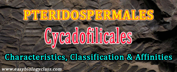 Pteridospermales Characteristis