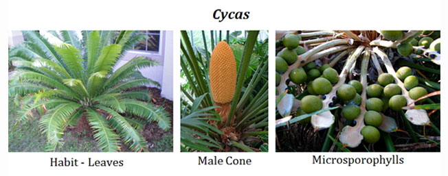 Cycas salient features