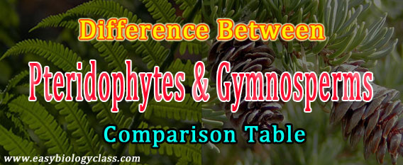 Gymnosperm vs Pteridophytes
