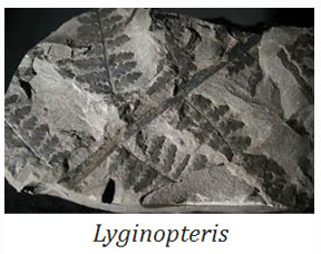 what is lyginopteris