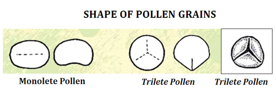 Cycadofilicales Pollen Grains