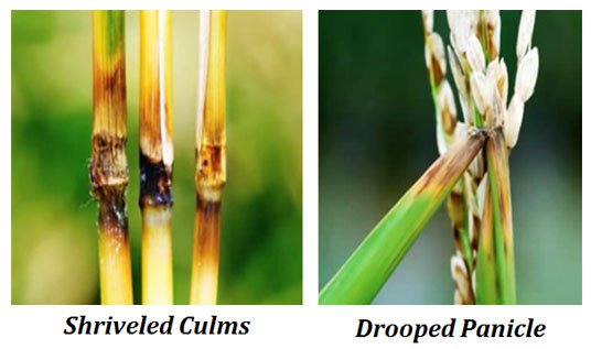 blast vs blight of paddy