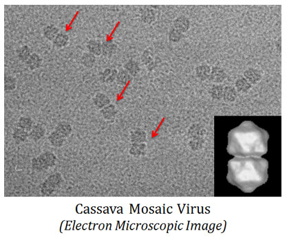 Tapioca mosaic virus