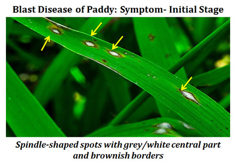 Rice Blast Disease Symptoms and Control