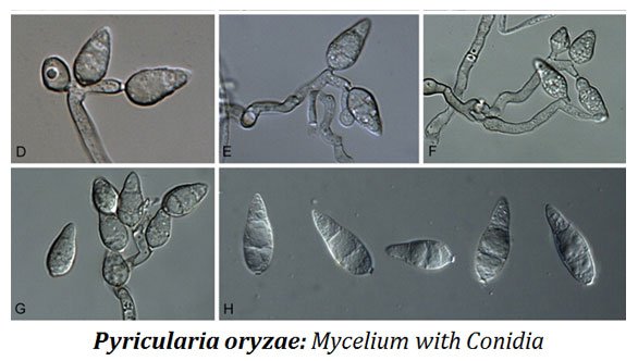 what cause fungal blast in paddy