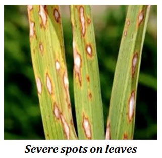 Blast of Paddy (Rice): Symptoms and Control Easy Biology Blast of Paddy (Rice): Symptoms and Control Easy Biology