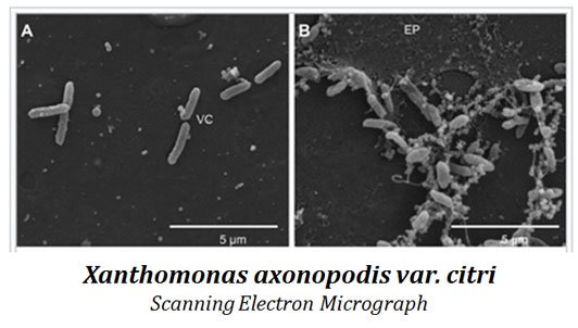 xanthomonas citri photo